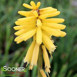 Kniphofia x 'Gold Rush'