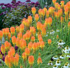 EMBER GLOW RED HOT POKER