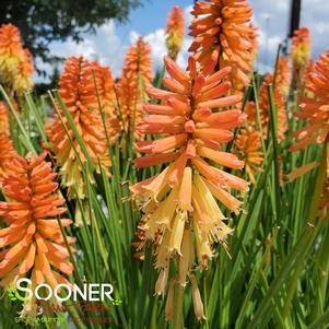 Kniphofia x 'Backdraft'