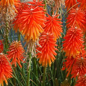 FIRE GLOW RED HOT POKER