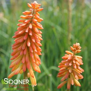 Kniphofia x 'Jackpot'