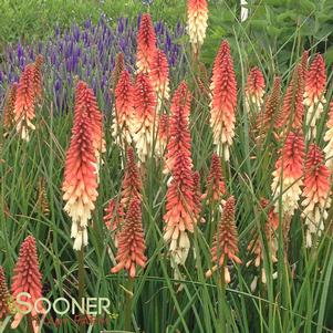 Kniphofia x 'Orange Vanilla Popsicle'