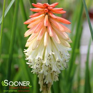 Kniphofia x 'High Roller'