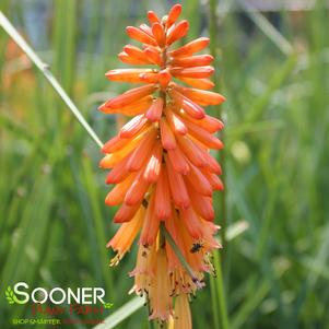 Kniphofia x 'Poker Face'