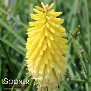 Kniphofia x 'Lucky Lemons'