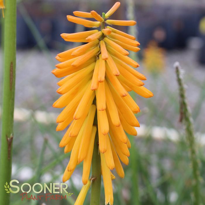 Image property of Sooner Plant Farm, Inc.