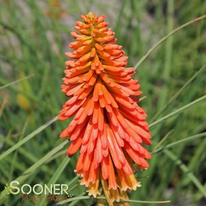 Kniphofia x 'Papaya Popsicle'