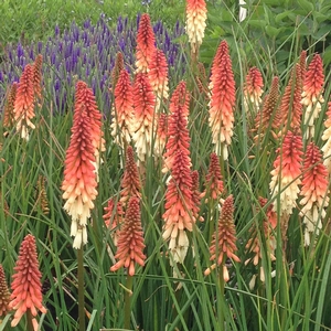 ORANGE VANILLA POPSICLE™ RED HOT POKER