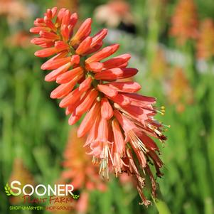 Kniphofia x 'Redhot Popsicle'