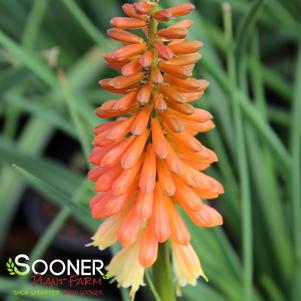 Kniphofia uvaria 'Flamenco'