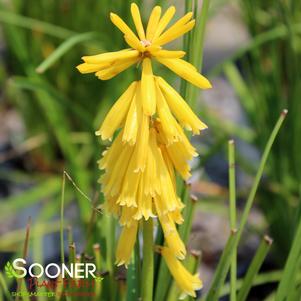 Kniphofia x 'Solar Flare'