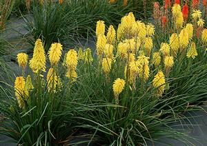 POCO™ YELLOW RED HOT POKER