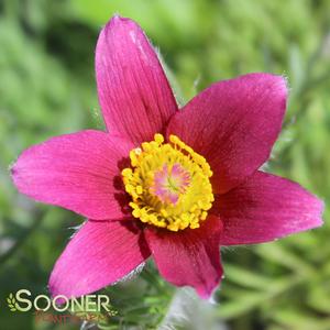 RED PASQUE FLOWER