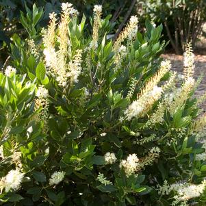 Clethra alnifolia 'Hummingbird'