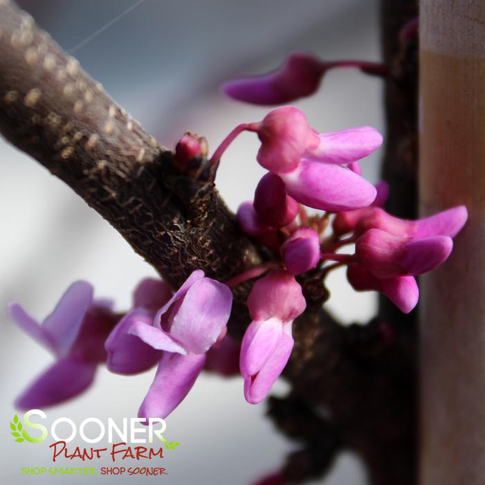 ALLEY CAT VARIEGATED REDBUD