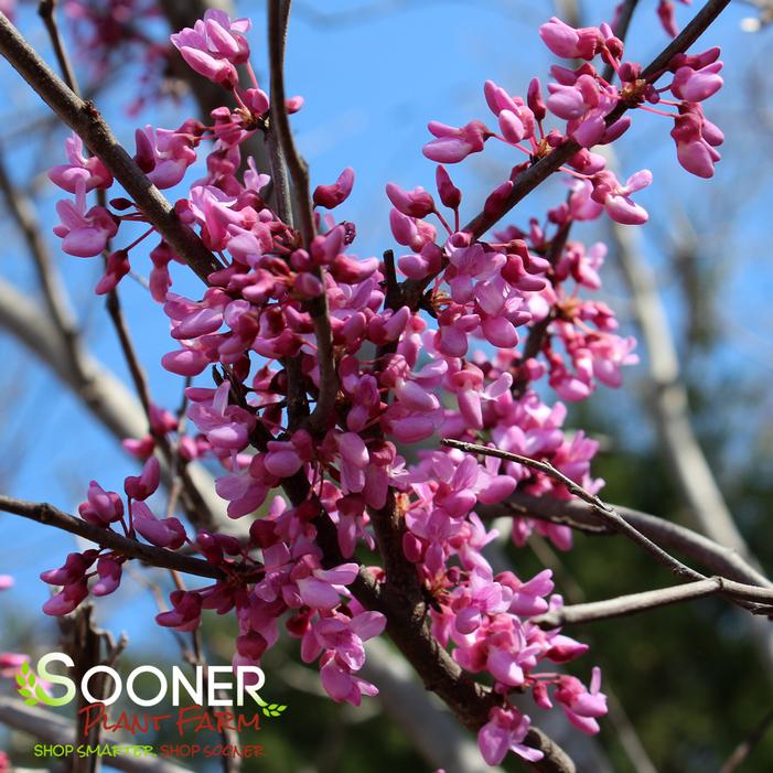 EASTERN REDBUD