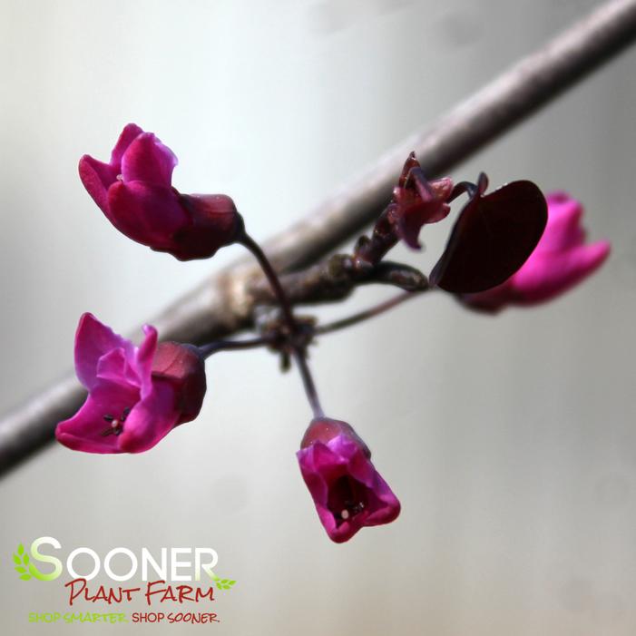 MERLOT REDBUD