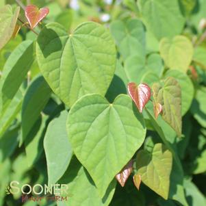 Cercis canadensis 'Ace of Hearts'