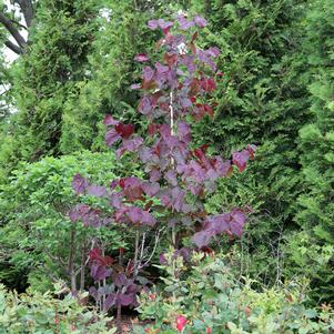 Cercis canadensis 'RNI-RCC3'