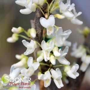 Cercis canadensis 'Royal White'