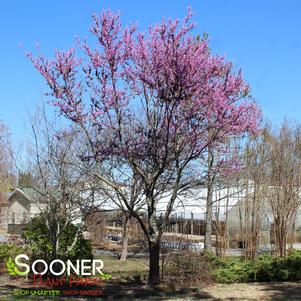 Cercis canadensis 'Eastern Redbud'