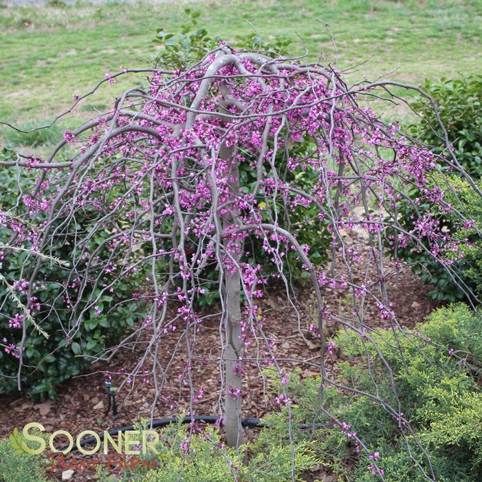 RUBY FALLS WEEPING REDBUD