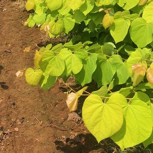 Cercis canadensis 'JN15'