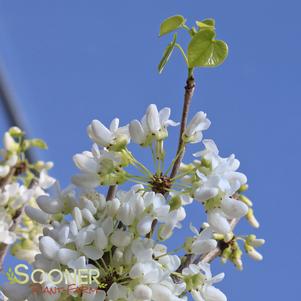 Cercis canadensis 'Alba'