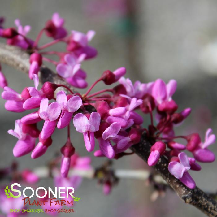 TRAVELLER WEEPING REDBUD