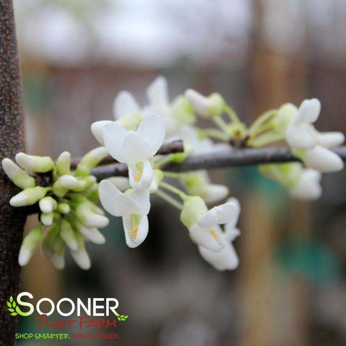 VANILLA TWIST WEEPING REDBUD