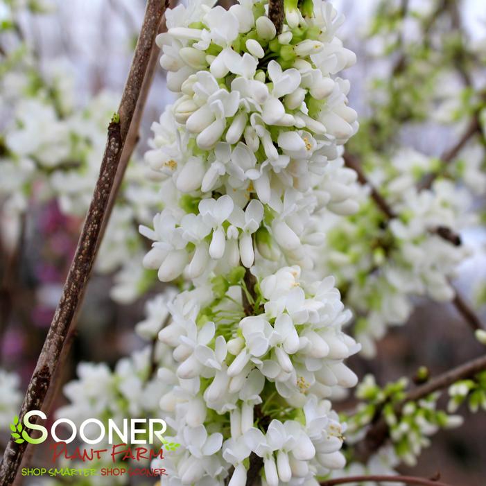 WHITE CHINESE REDBUD