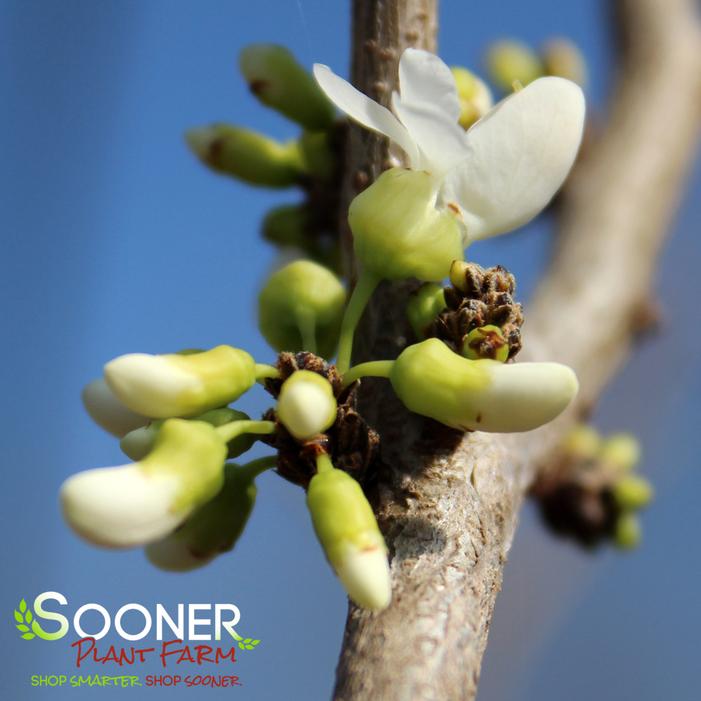 WHITE CHINESE REDBUD