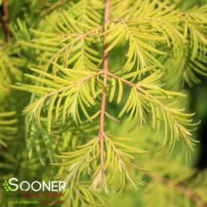 Metasequoia glyptostroboides 'Amber Glow'