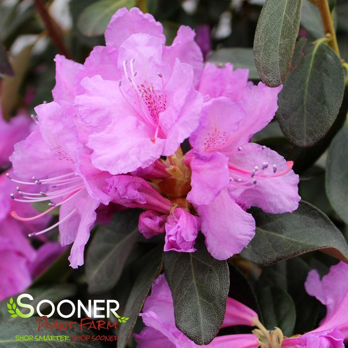 ABBEY'S RE-VIEW® RHODODENDRON