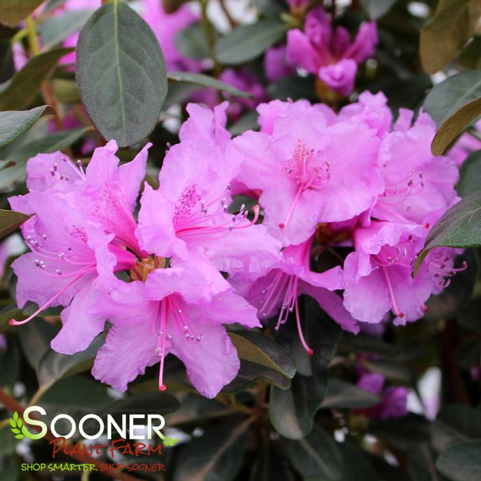 ABBEY'S RE-VIEW® RHODODENDRON