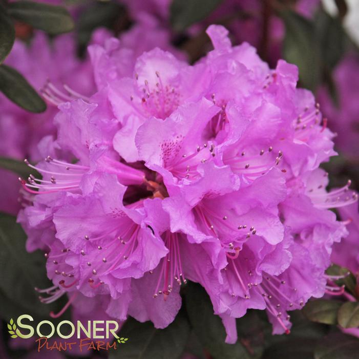 ABBEY'S RE-VIEW® RHODODENDRON