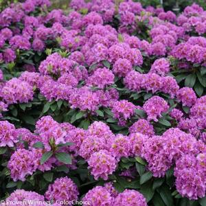 DANDY MAN® PURPLE RHODODENDRON