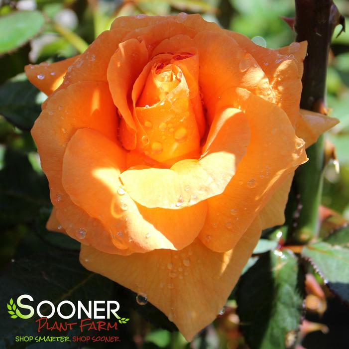 VAVOOM™ FLORIBUNDA ROSE