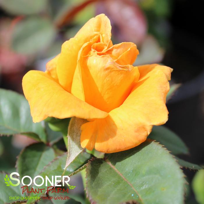 VAVOOM™ FLORIBUNDA ROSE