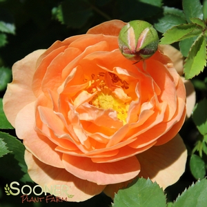 AT LAST® SHRUB ROSE