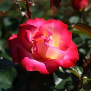 DICK CLARK GRANDIFLORA ROSE