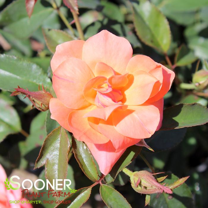 CORAL DRIFT® ROSE