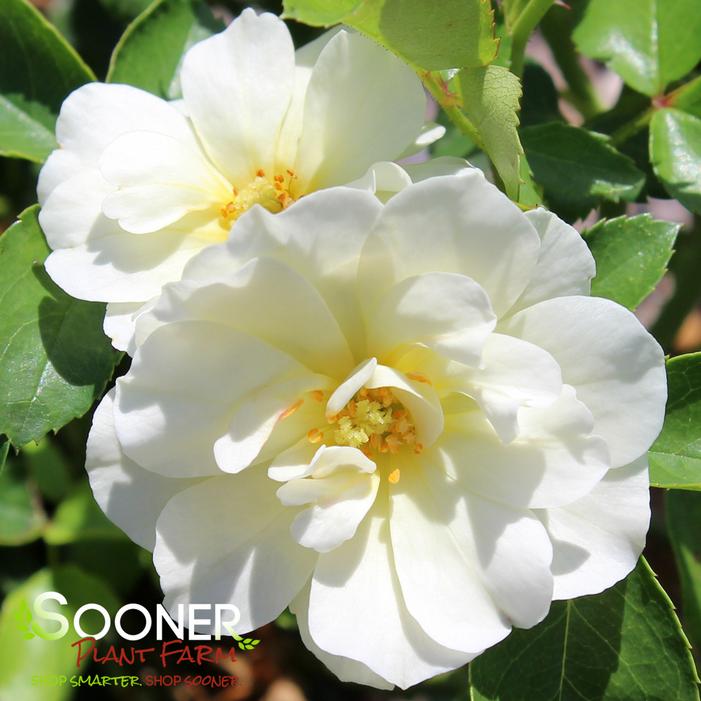 POPCORN DRIFT® ROSE