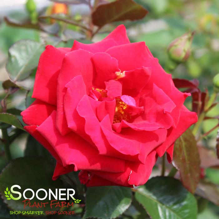 Image property of Sooner Plant Farm, Inc.