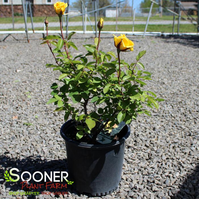Image property of Sooner Plant Farm, Inc.