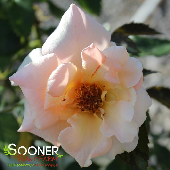 BRANDY HYBRID TEA ROSE