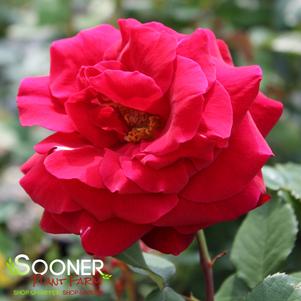 Rosa x 'Mister Lincoln'