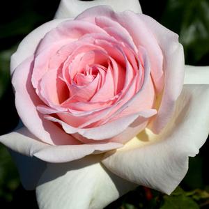 FRANCIS MEILLAND® HYBRID TEA ROSE