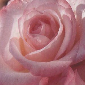 GEMINI HYBRID TEA ROSE