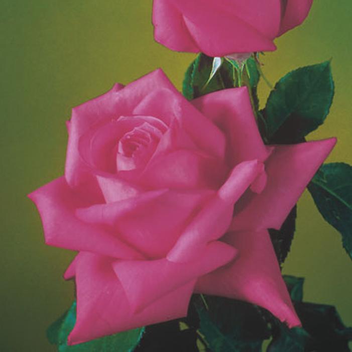 Photo courtesy of Weeks Roses